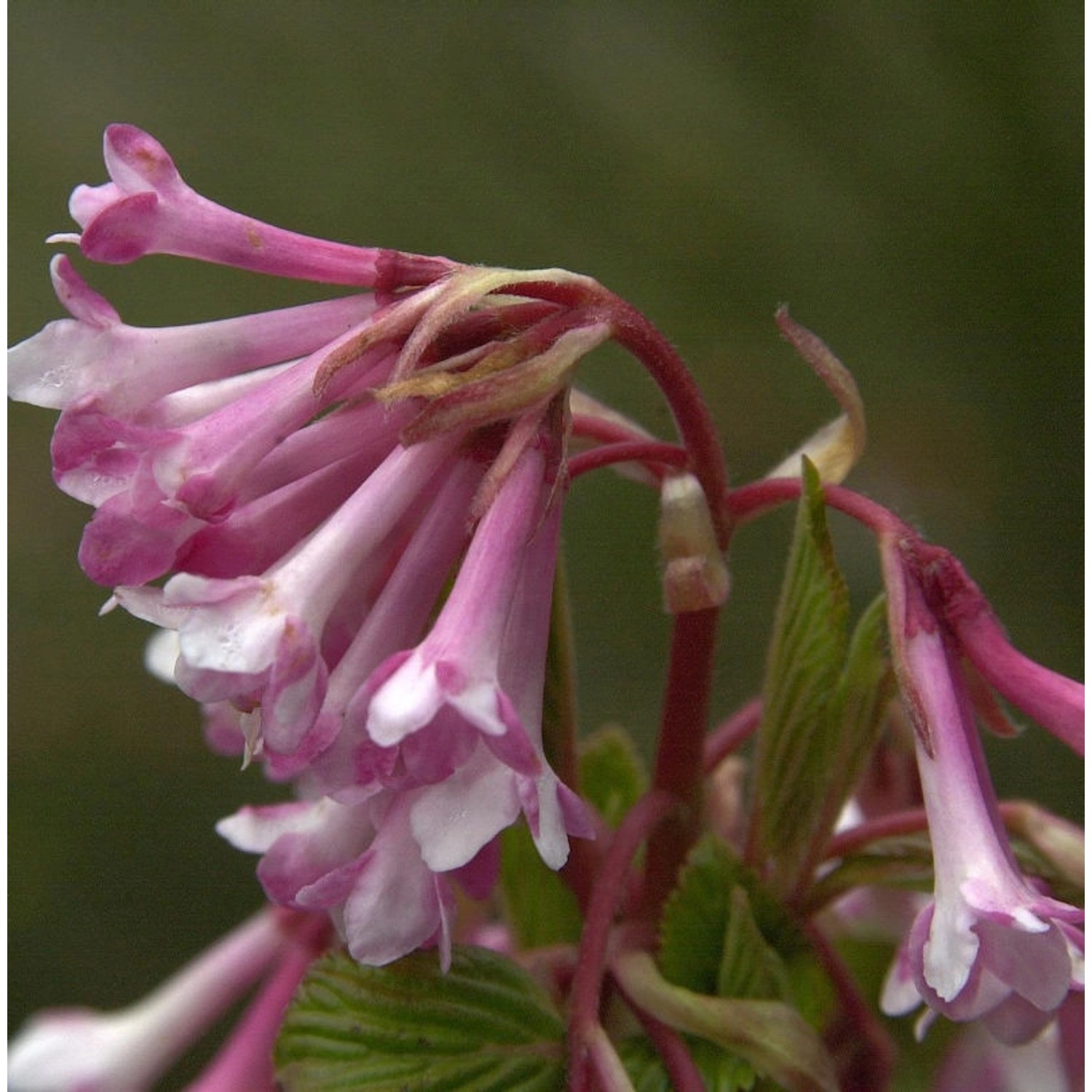 Winterschneeball Charles Lamont 80-100cm - Viburnum bodnantense günstig online kaufen