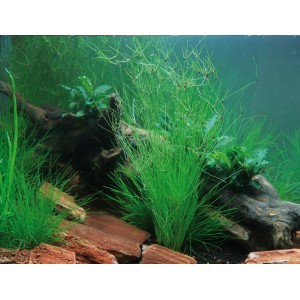 Dennerle Plants Aquariumpflanze Eleocharis Vivipara im Aquarium mit Steinen und Wurzelholz.