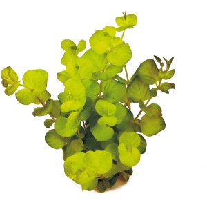 Dennerle Plants Aquariumpflanze Lysimachia Nummularia Aurea, gelbes Pfennigkraut für Ihr Aquarium.