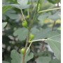 Nahaufnahme eines Feigenbaum-Astes mit kleinen grünen Feigen und großen Blättern. Ficus carica Beerenstrauch.