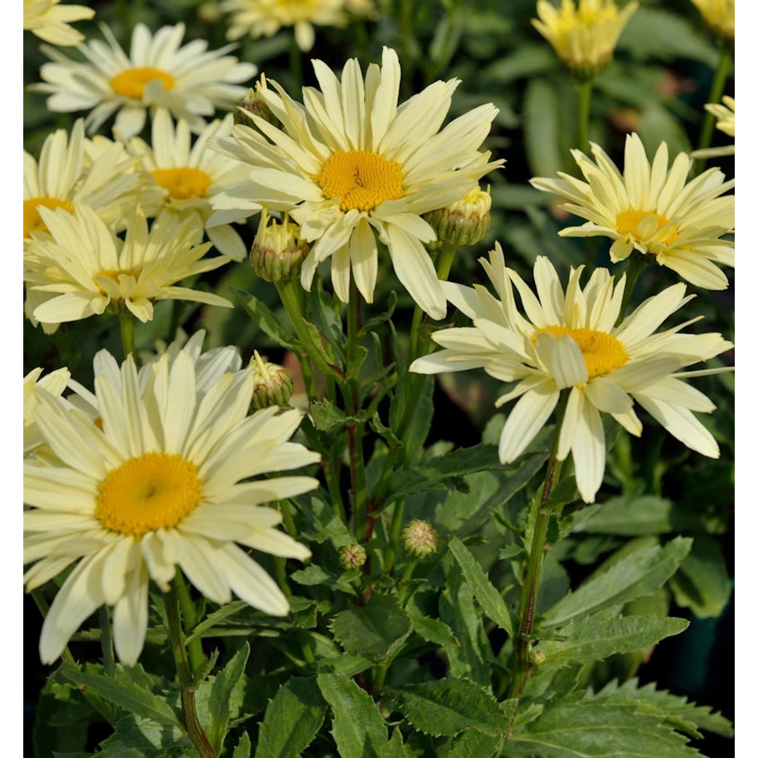 Wiesen Margerite Ohh La La creme  - großer Topf - Leucanthemum maximum günstig online kaufen