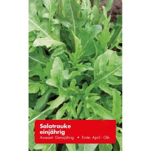 Frische, grüne Salatrauke (einjährig) im Detail. Ideal für Beet und Fensterbank.