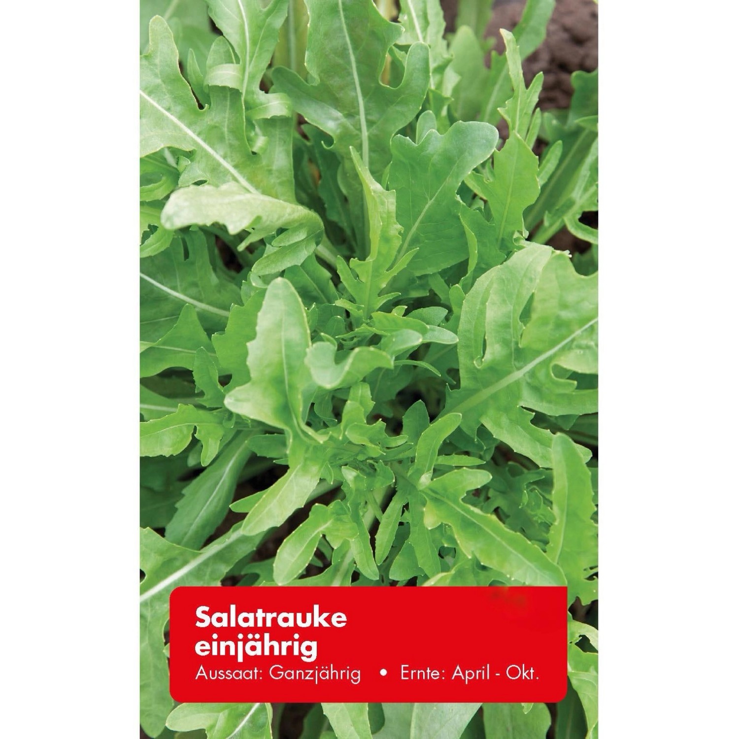Salatrauke Einjährig