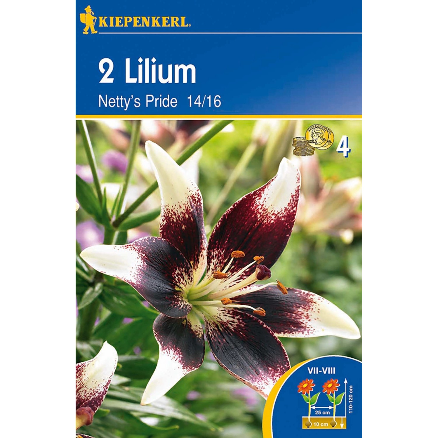 Lilien Nettys Pride kaufen bei OBI