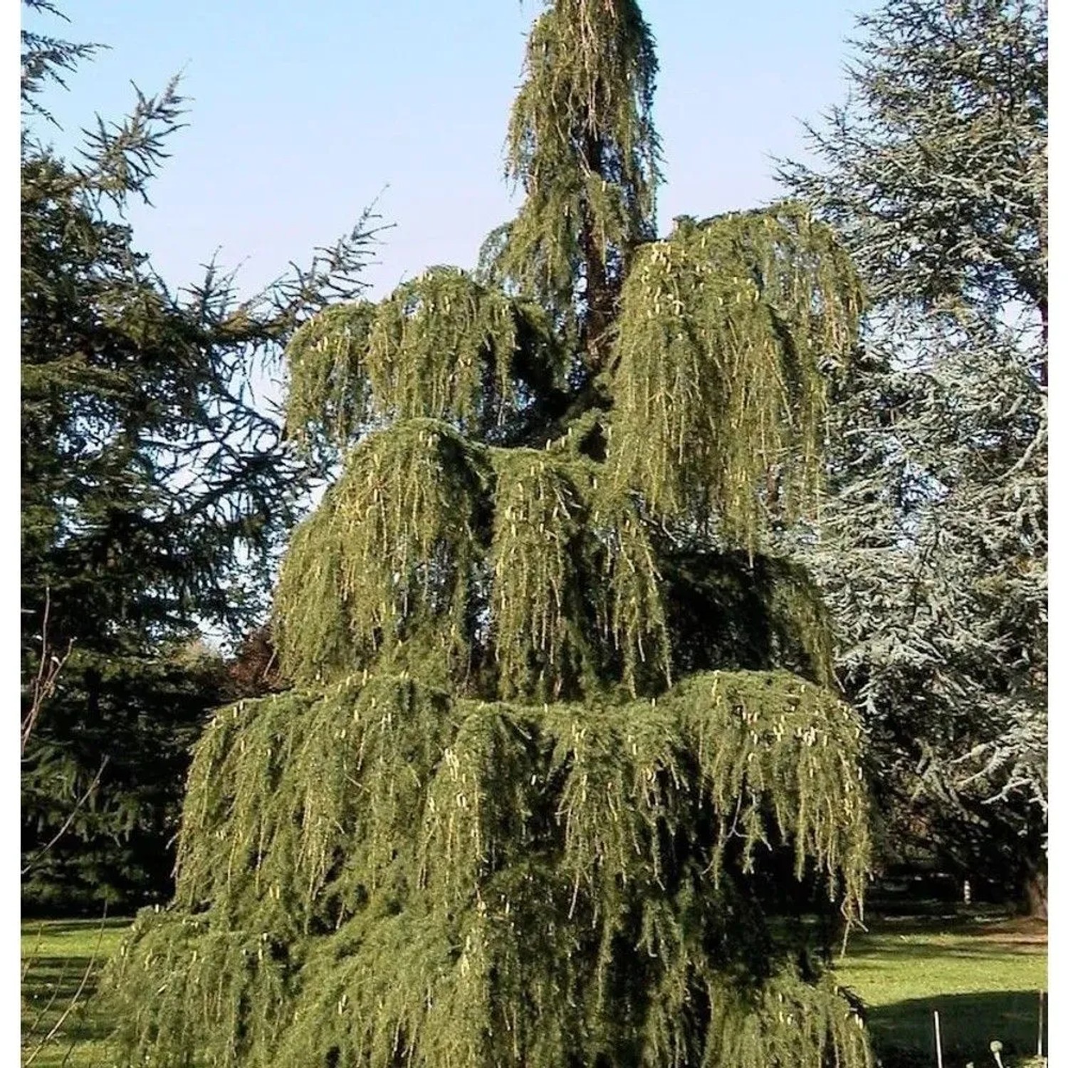 Trauer Lärche 100-125cm - Larix kaempferi pendula