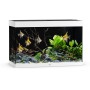 Weißes Juwel Aquarium Rio 290 LED Komplettset mit Fischen, Pflanzen und Dekoration.
