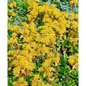 Gelb blühende Sedum 'Immergrünchen' Fetthenne als Bodendecker im 9x9 cm Topf.
