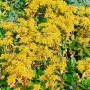 Gelb blühende Sedum 'Immergrünchen' Fetthenne als Bodendecker im 9x9 cm Topf.