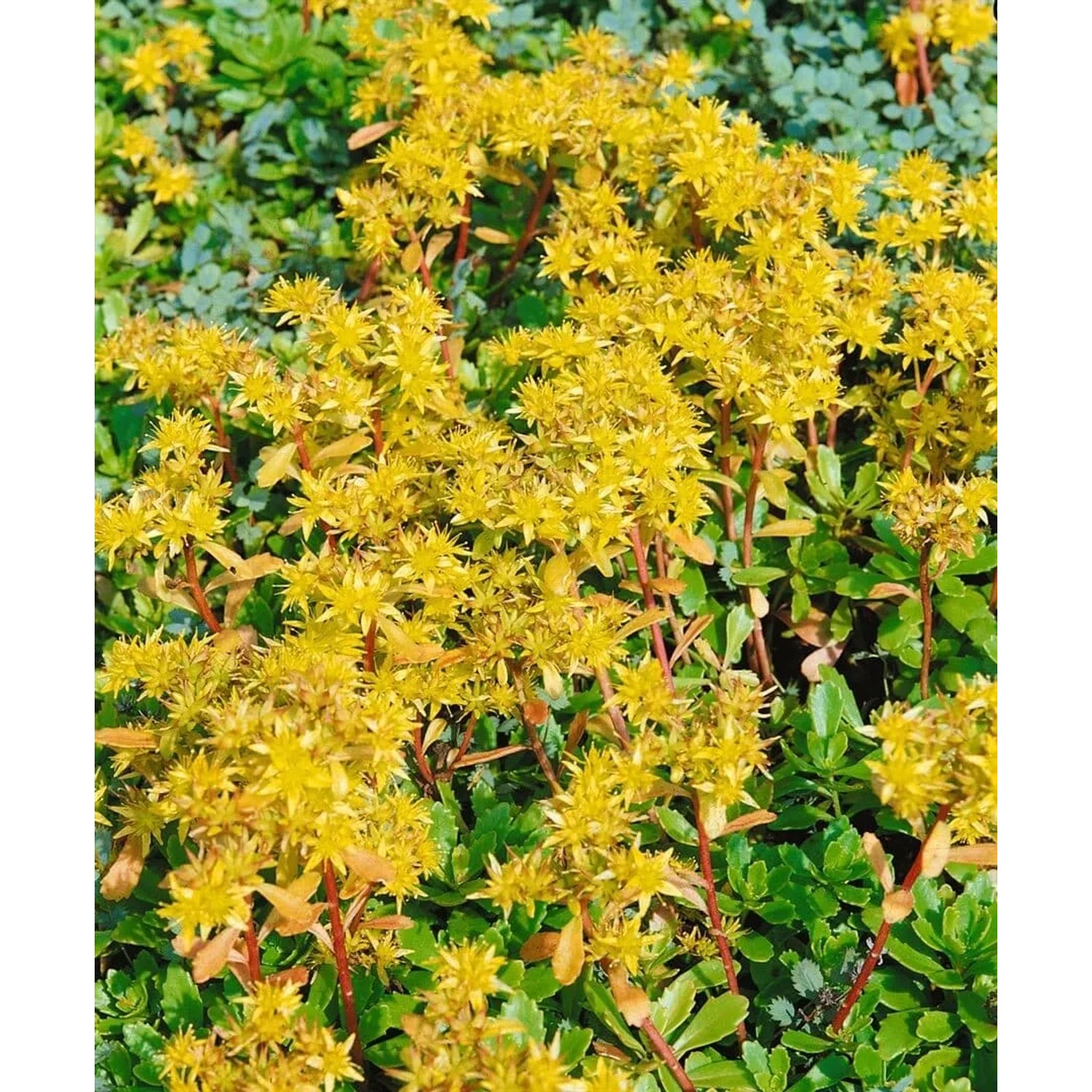 Gelb blühende Sedum 'Immergrünchen' Fetthenne als Bodendecker im 9x9 cm Topf.
