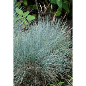 Detailaufnahme des Blauschwingelgras 'Silberreiher' im 9x9 cm Topf, silbrig-blaue Blätter.