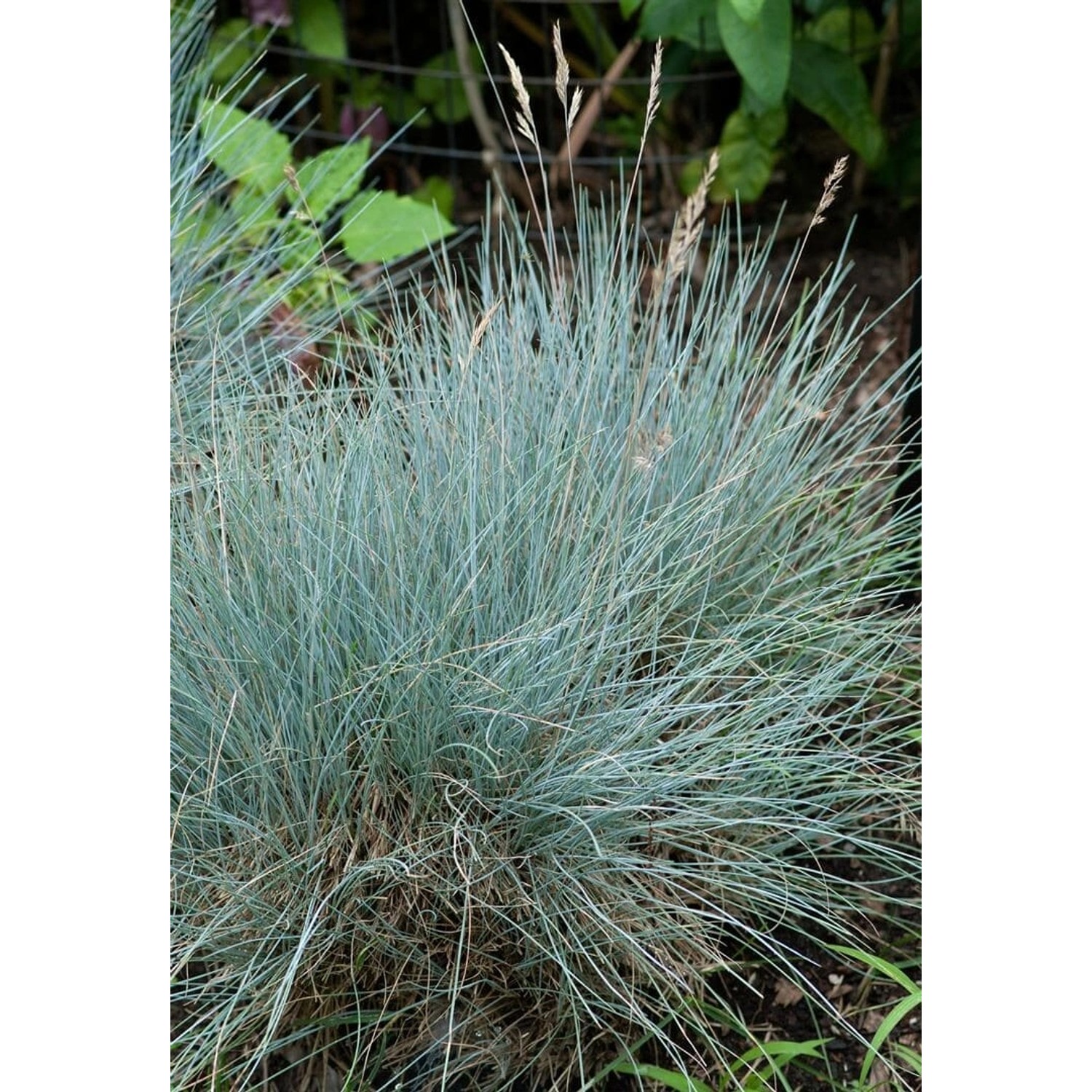 Festuca Cinerea Silberreiher Blauschwingelgras Ca. 9x9 cm Topf günstig online kaufen