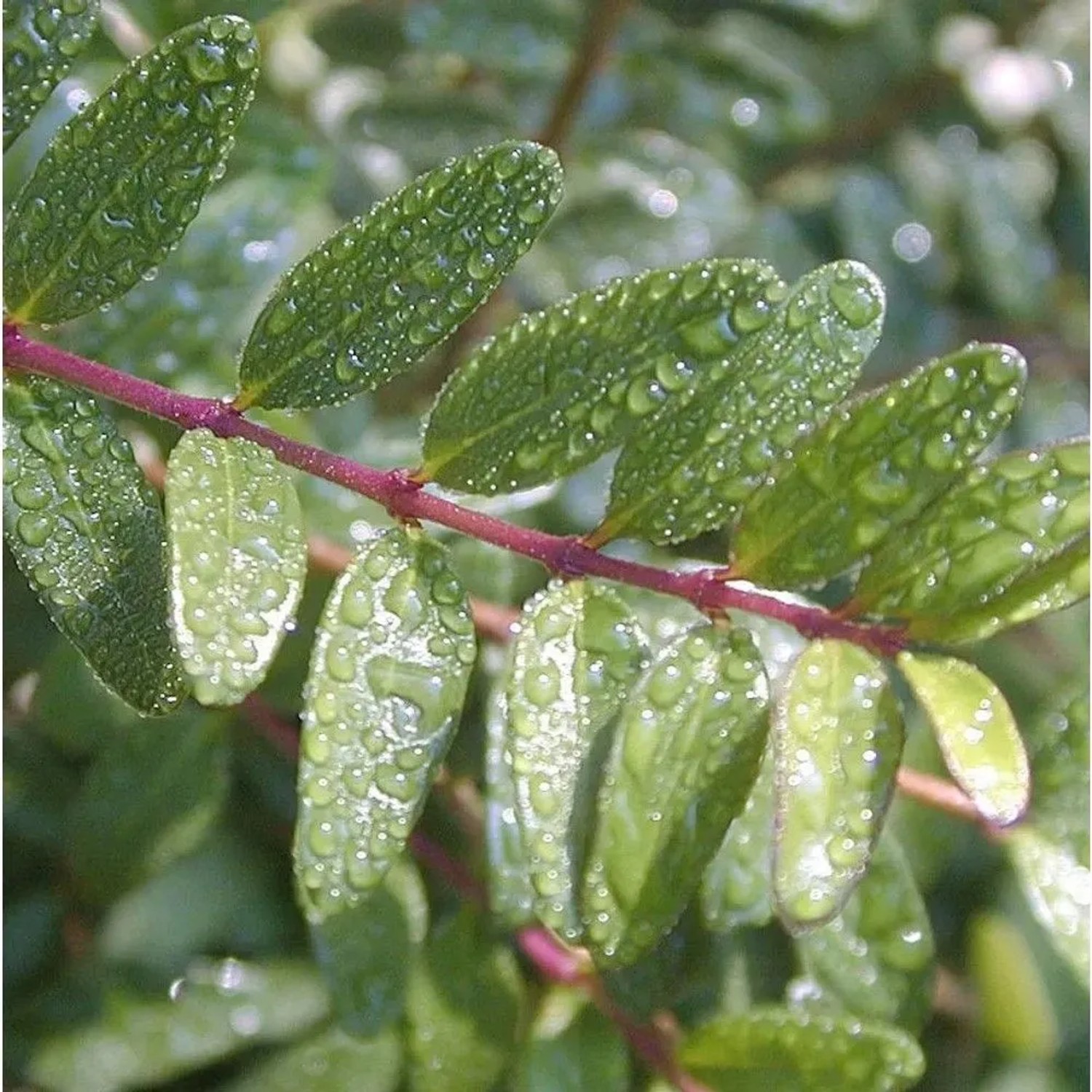 Schmalblättrige Steinlinde 60-80cm - Phillyrea angustifolia