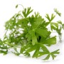 Dennerle Aquariumpflanze Ranunculus Inundatus In-Vitro mit fächerartigen, grünen Blättern.