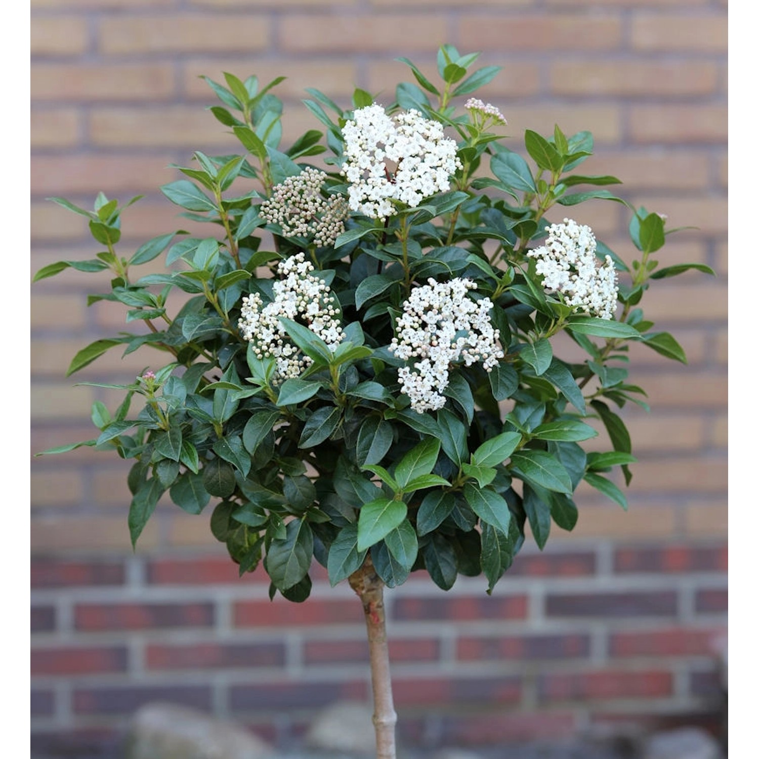 Hochstamm Mittelmeer Schneeball 80-100cm - Viburnum tinus günstig online kaufen