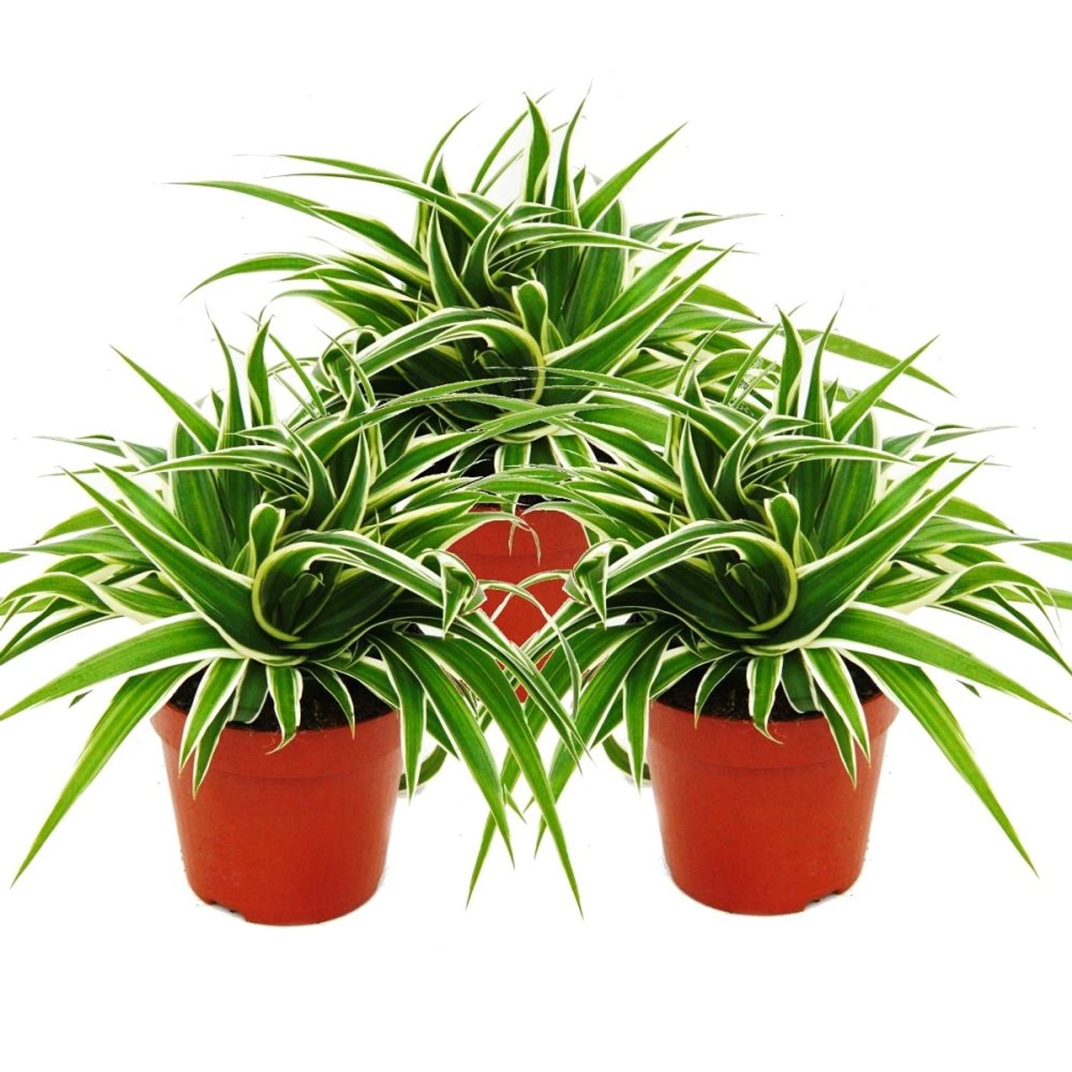 Exotenherz Chlorophytum 12cm 3er Set Grünlilie