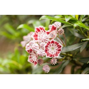 Nahaufnahme: Rosa-weiße Blüten des Kalmia Latifolia Minuet Berglorbeer Strauchs.