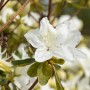 Nahaufnahme einer weißen Azalee (Rhododendron Obtusum Luzi) mit grünen Blättern.