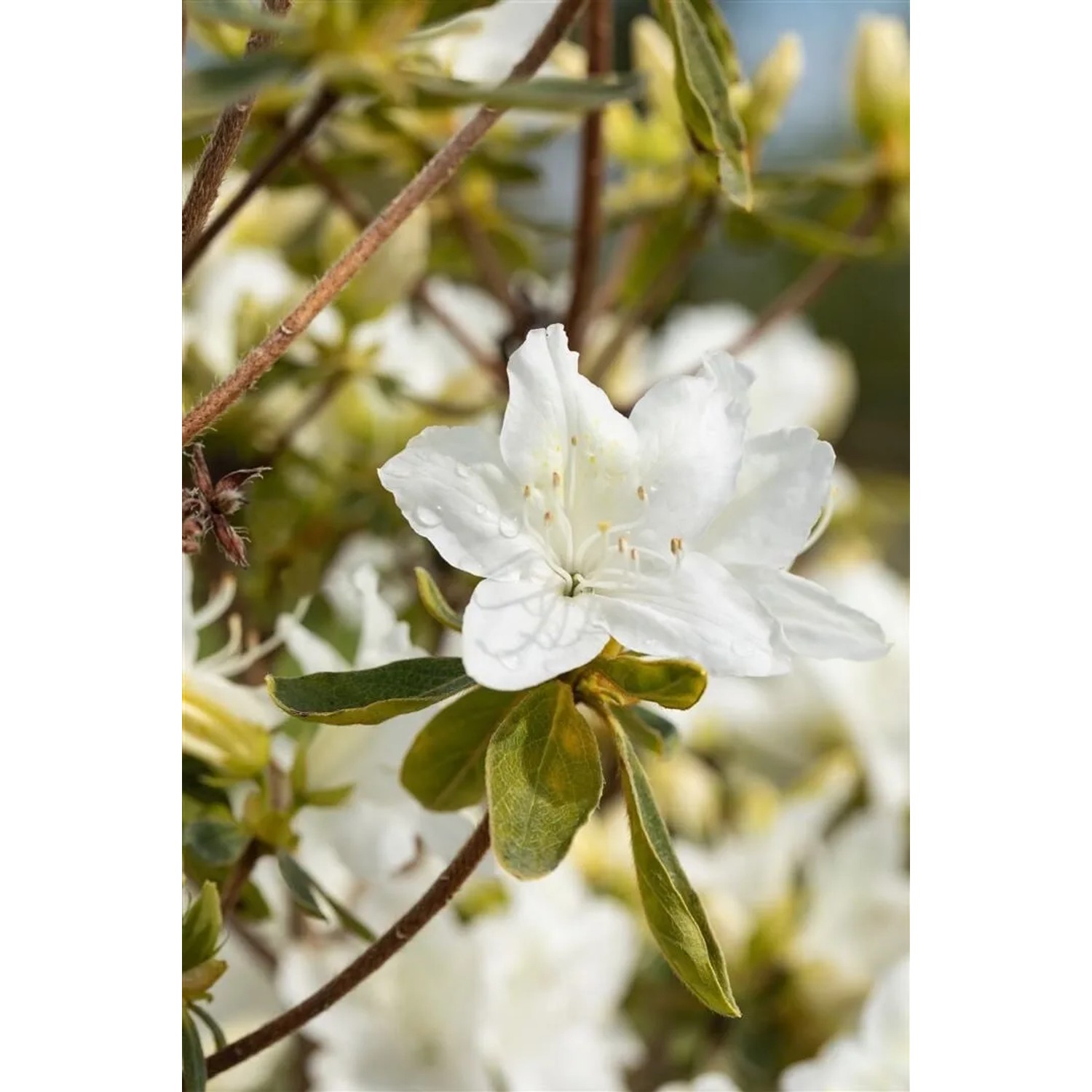 Nahaufnahme einer weißen Azalee (Rhododendron Obtusum Luzi) mit grünen Blättern.