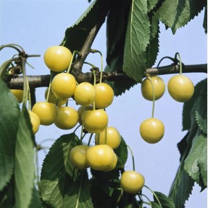 Gelbe Knorpelkirschen am Baum: Prunus Avium Döniss, süße Früchte im Detail.