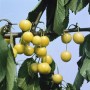 Gelbe Knorpelkirschen am Baum: Prunus Avium Döniss, süße Früchte im Detail.