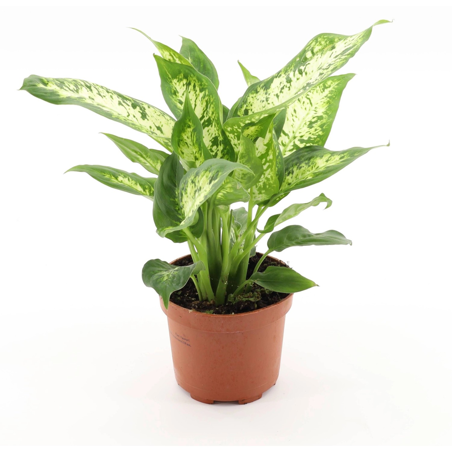 GROW Dieffenbachie Compacta Höhe ca. 35 cm Topf-Ø 12 cm Dieffenbachia macul günstig online kaufen