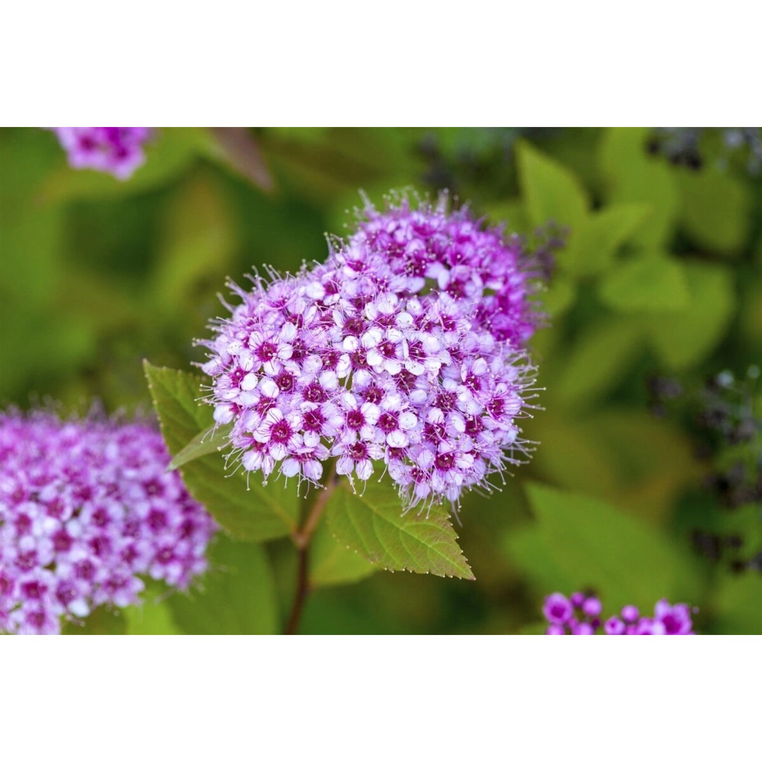 Spiraea Japonica Froebelii Japanische Spiere Rosa Blüten 40–60 cm günstig online kaufen