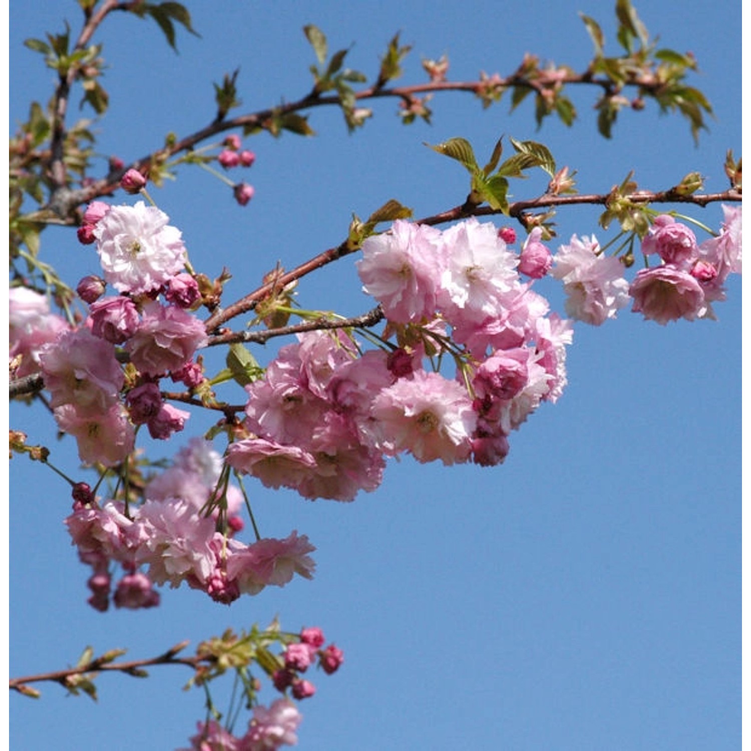 Blut Nelkenkirsche 80-100cm - Prunus serrulata günstig online kaufen