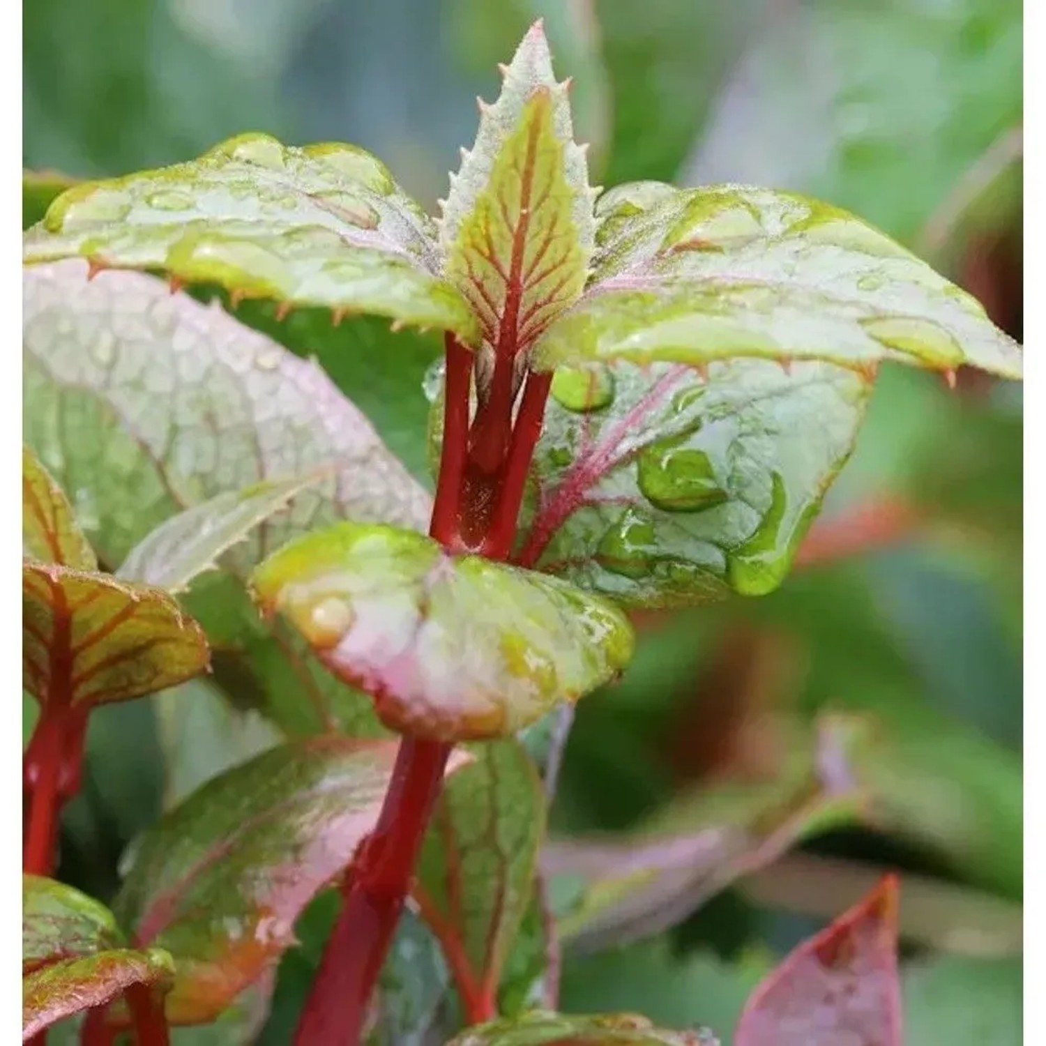 Spalthortensie Rose Sensation 80-100cm - Hydrangea schizophragma