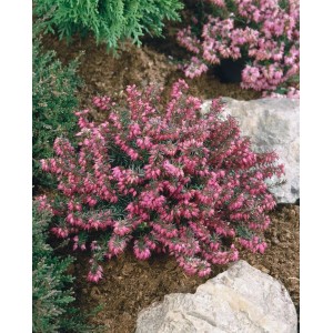 Rubinrote Schneeheide Erica Carnea 'Myretoun Ruby' im Gartenbeet.