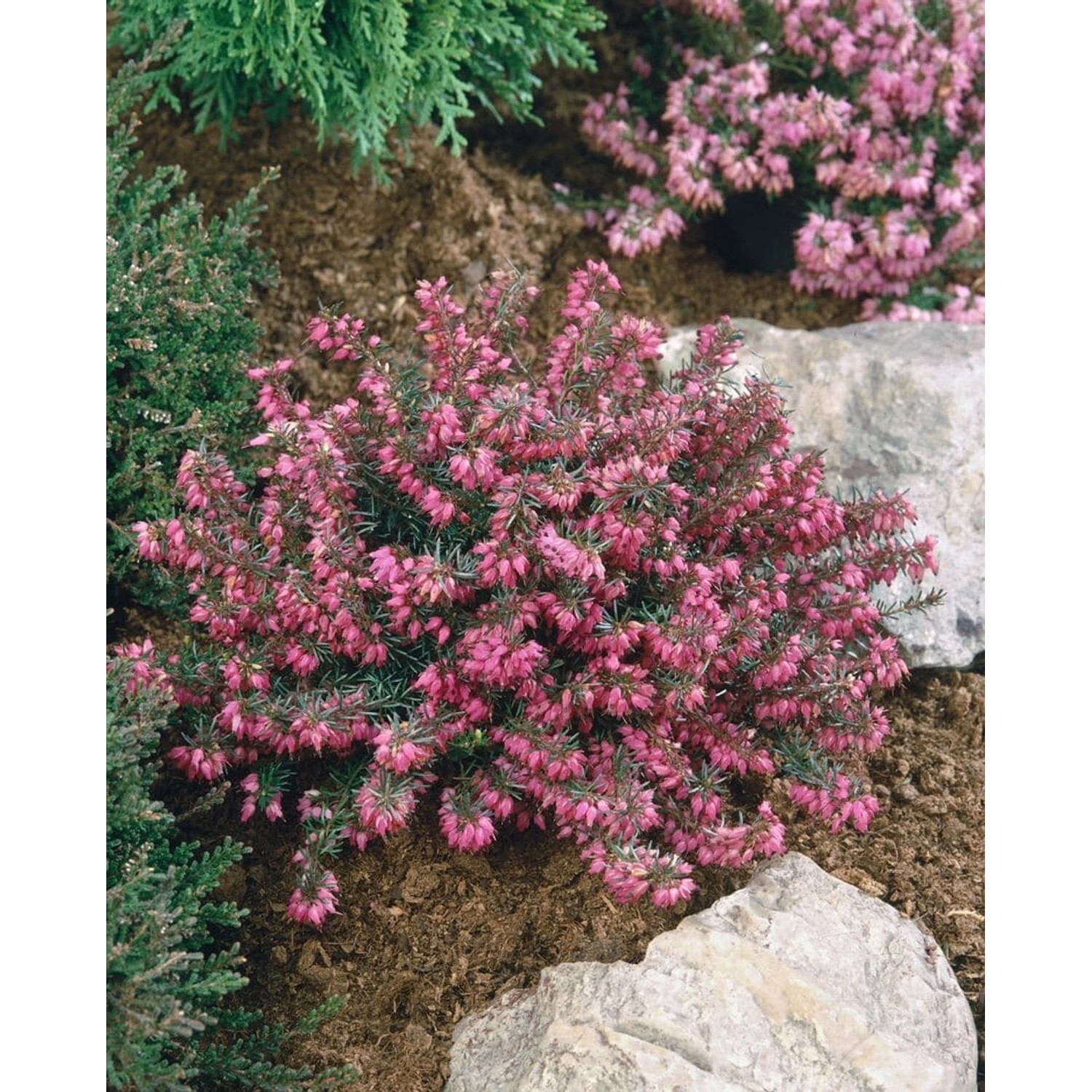 Erica Carnea Myretoun Ruby Schneeheide 15-20 cm günstig online kaufen