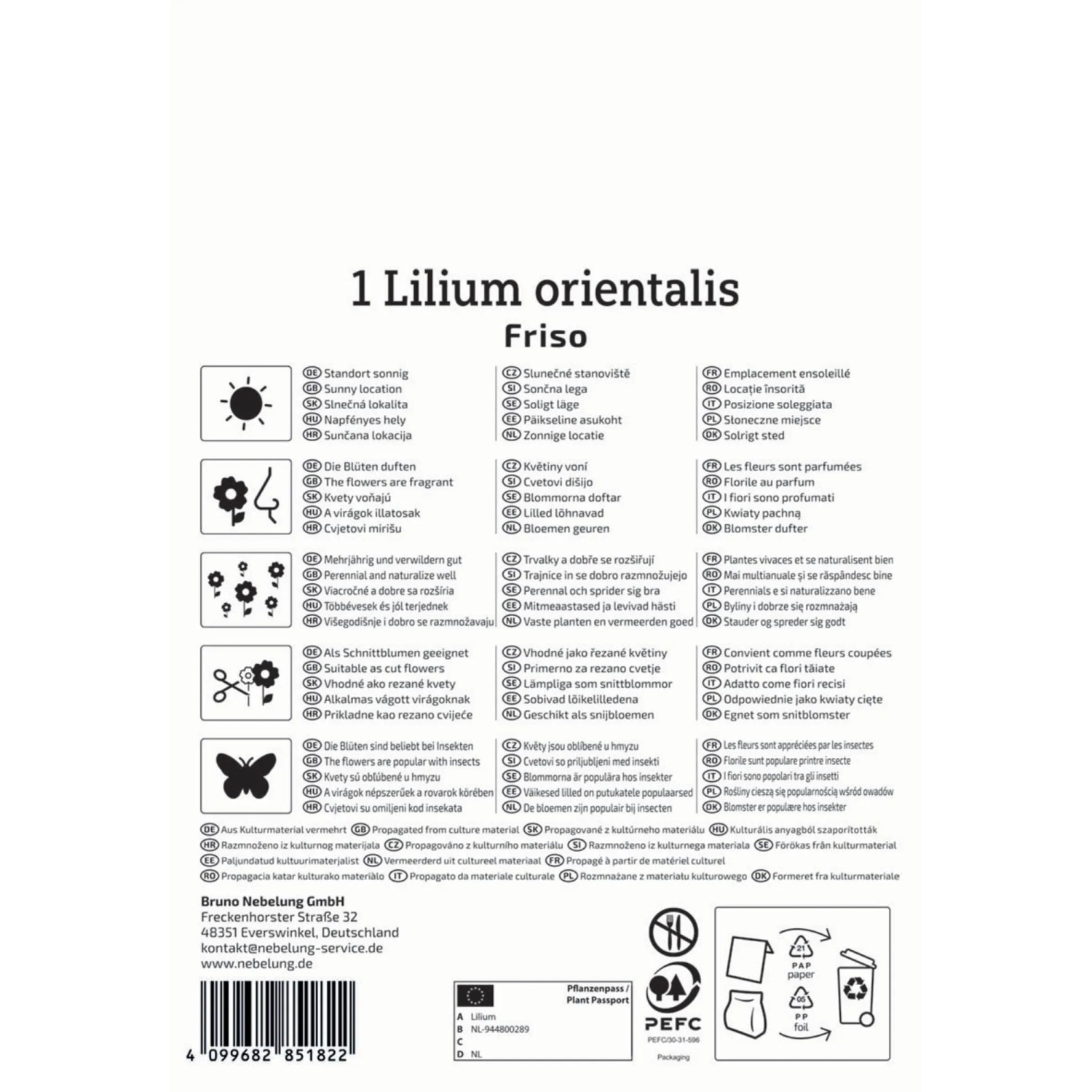 Kiepenkerl Lilien-Hybride Friso Blumenzwiebel, purpurfarbene und weiße Blüten.