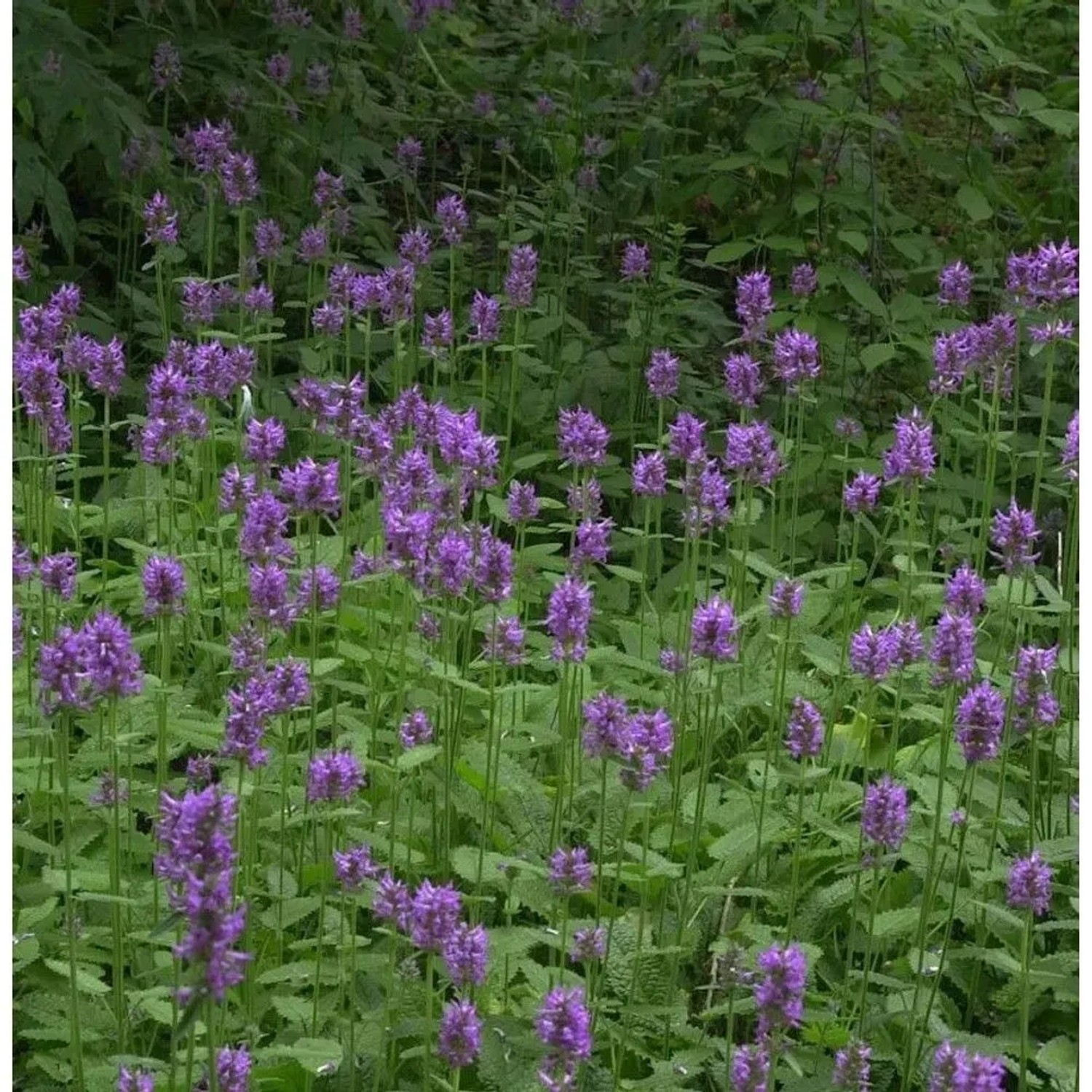 Echter Ziest - Heilziest - Betonica officinalis