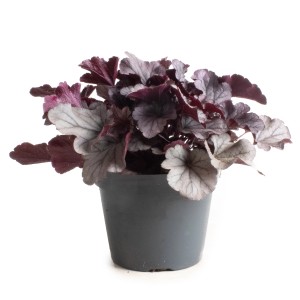 Purpurglöckchen Indian Summer im Topf, Blattschmuckpflanze mit silber-purpurfarbenen Blättern.