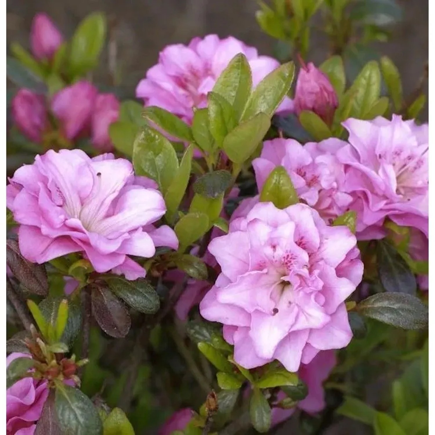 Japanische Azalee Rosinetta 20-25cm - Rhododendron obtusum