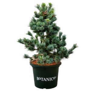 Japanische Mädchen-Kiefer Negishi im Topf, blaugrüne Nadeln, Zwergkonifere für Garten & Bonsai.