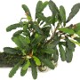 Dennerle Aquariumpflanze Bucephalandra Wavy Leaf auf Wurzel, grüne Blätter.