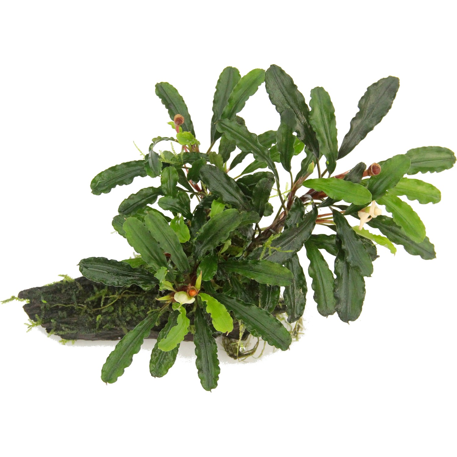 Dennerle Aquariumpflanze Bucephalandra Wavy Leaf auf Wurzel, grüne Blätter.