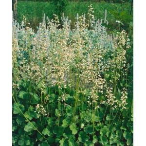 Blutrotes Purpurglöckchen 'White Cloud' mit weißen Blüten und grünen Blättern im Garten.