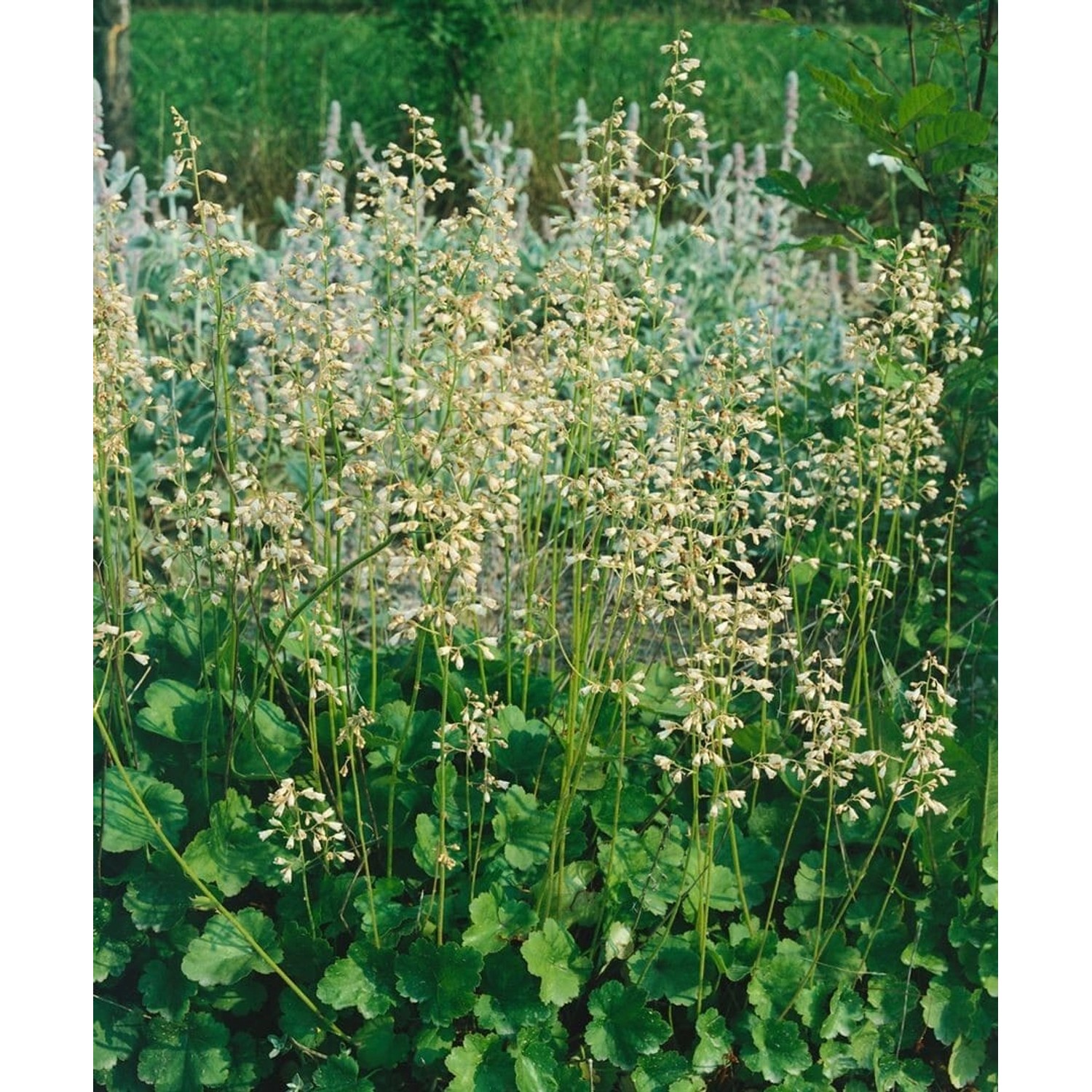 Heuchera Sanguinea White Cloud Blutrote Purpurglöckchen Ca. 9x9 cm Topf günstig online kaufen