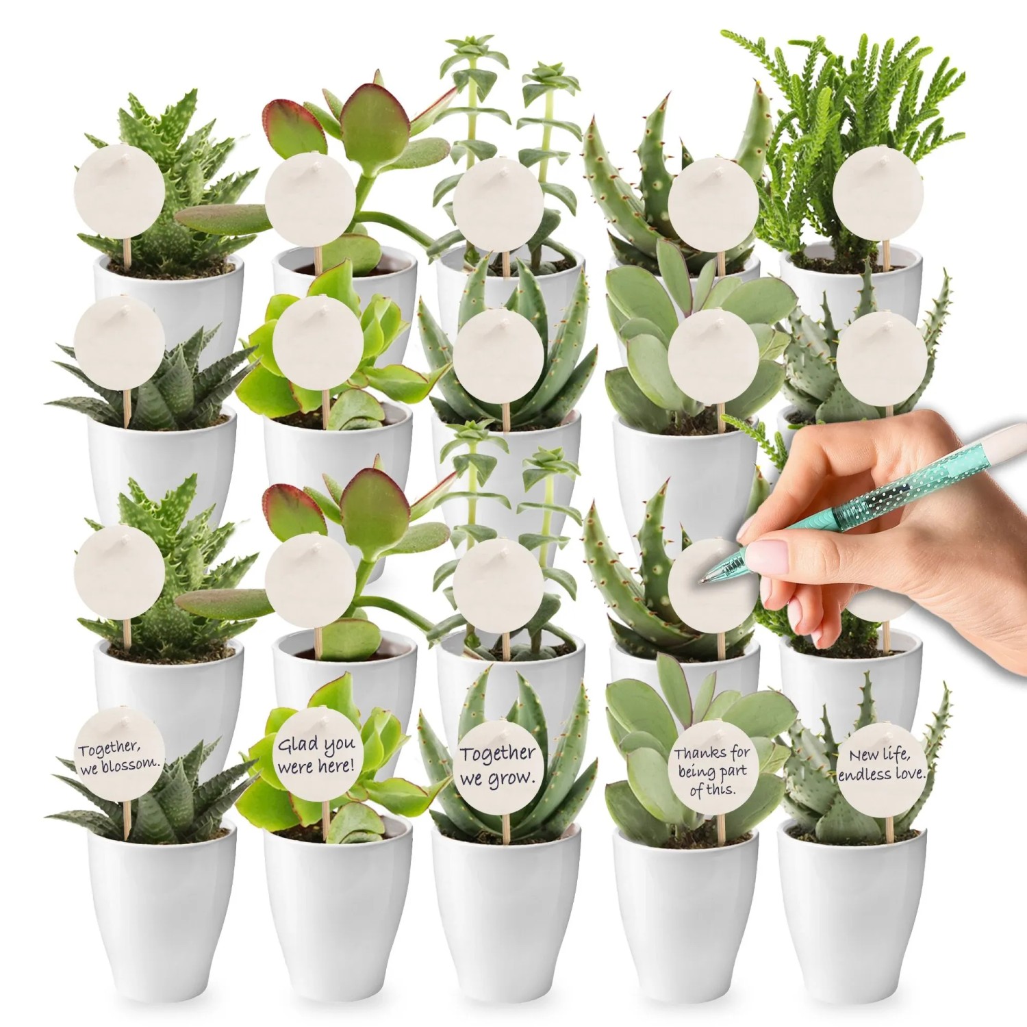 Vdvelde Mini Sukkulenten   Geschenkprodukt   20 Stück
