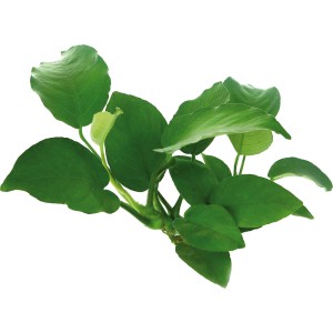 Dennerle Plants Aquariumpflanze Anubias Barteri mit grünen Blättern.