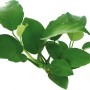 Dennerle Plants Aquariumpflanze Anubias Barteri mit grünen Blättern.