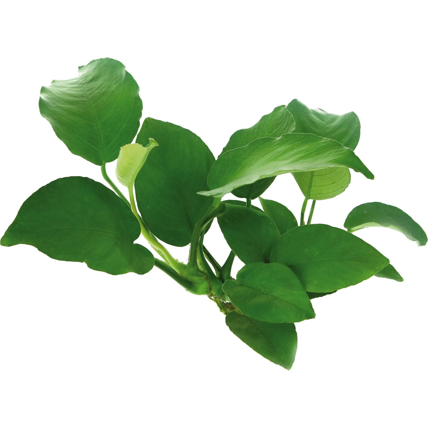 Dennerle Plants Aquariumpflanze Anubias Barteri mit grünen Blättern.