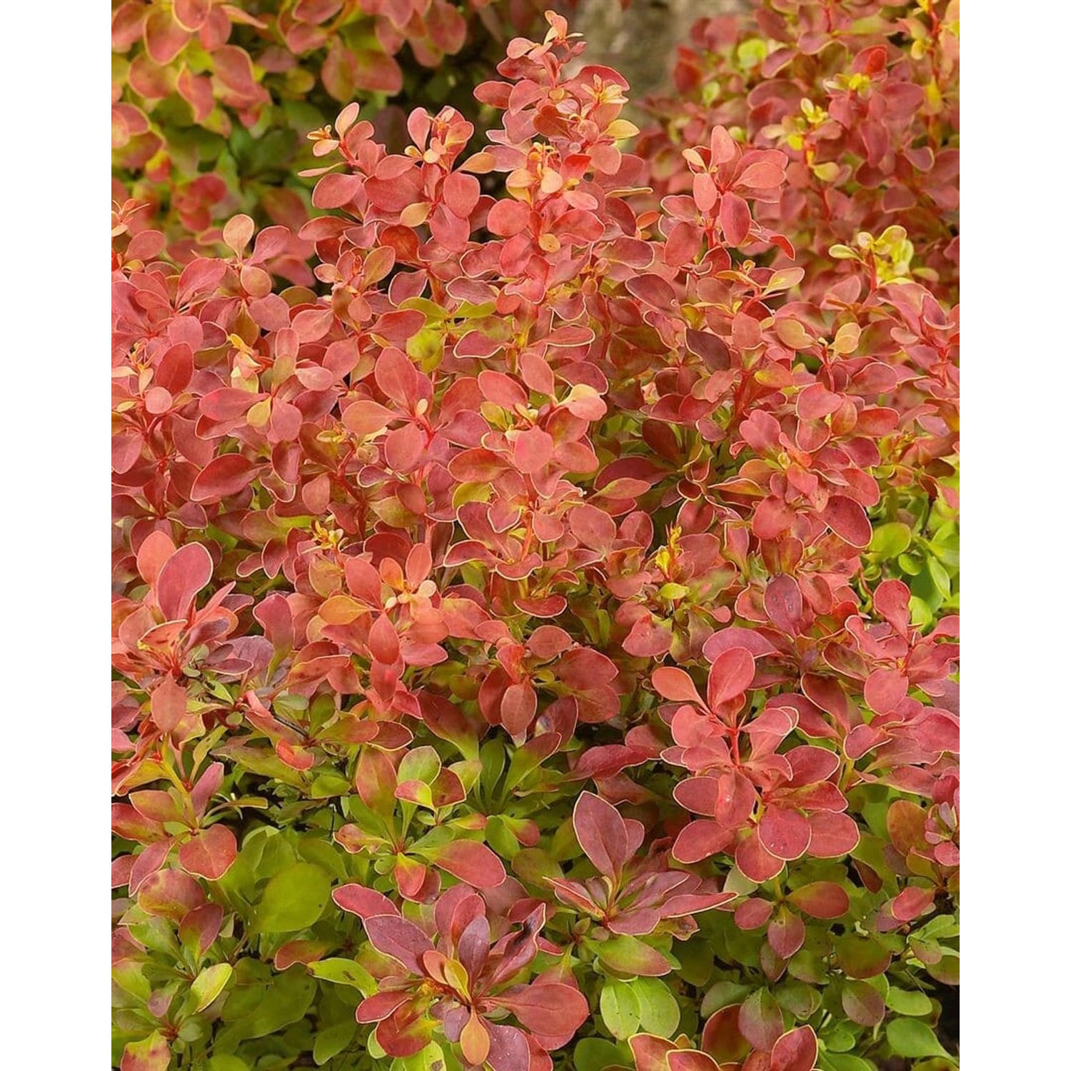 Berberis Thunbergii Erecta Säulen-Berberitze 40–50 cm günstig online kaufen