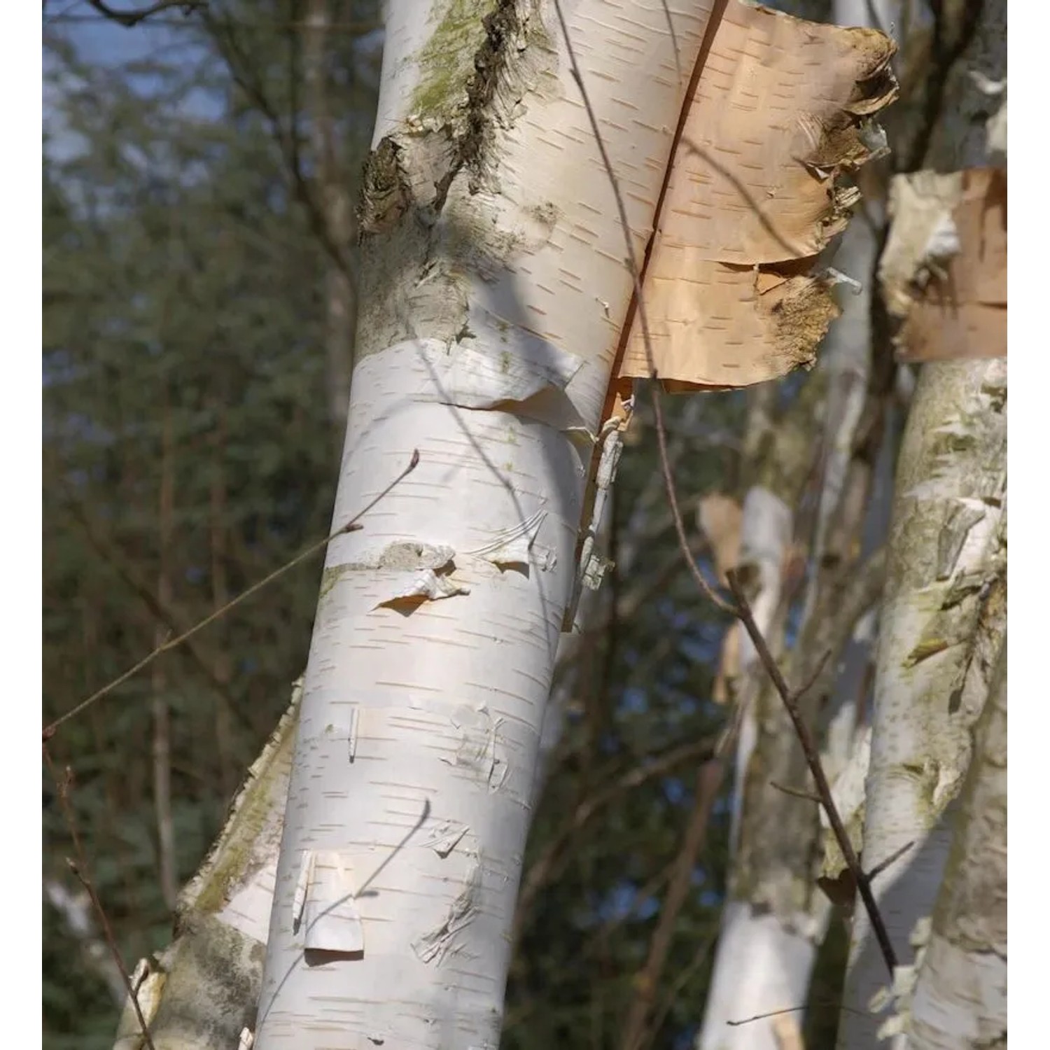 Weißrindige Himalaja-Birke 100-125cm - Betula utilis
