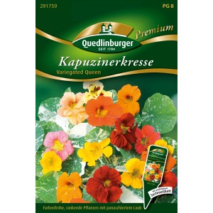 Samenpackung Quedlinburger Kapuzinerkresse 'Variegated Queen' mit bunten Blüten und panaschierten Blättern.