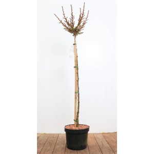 Japanische Lärche 'Grey Pearl' als Hausbaum im Topf, Stammhöhe 80 cm.