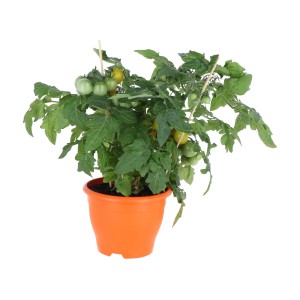 Gemüsepflanze im Topf (Ø 14cm) mit grünen Tomaten.