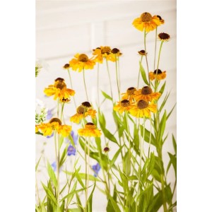 Sonnenbraut 'Wyndley' im Topf: Orange-gelbe Blüten mit dunkler Mitte, ideal für Beet und Garten.