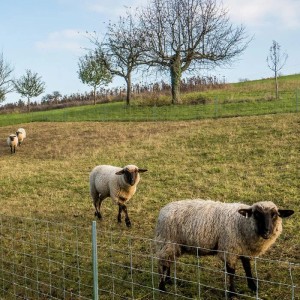 Schafe auf einer Weide hinter einem Wildzaun Knotengitter. Forstzaun zum Schutz.